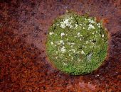 The Green Planet