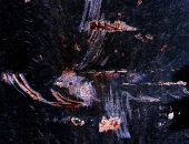 Creature Of The Night